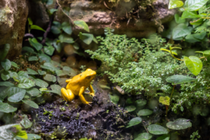 29.4.2025 - Ménagerie du Jardin des Plantes, Färberfrosch