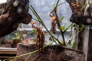 29.4.2025 - Ménagerie du Jardin des Plantes, fast unsichtbar - Gespenstschrecke