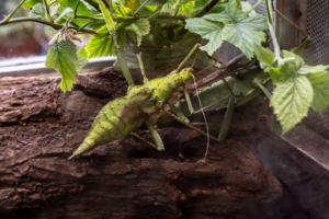 29.4.2025 - Ménagerie du Jardin des Plantes, fast unsichtbar - grüne Gespenstschrecke