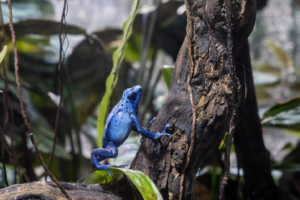 29.4.2025 - Ménagerie du Jardin des Plantes, Blauer Baumsteiger