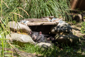 29.4.2025 - Ménagerie du Jardin des Plantes, Tasmanischer Teufel