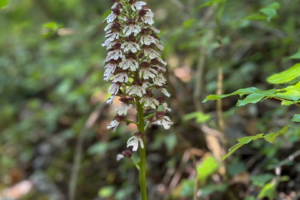 28.4.2025 - Wanderung Vernon-Giverny, Purpur-Knabenkraut