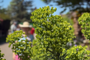 28.4.2025 - Wanderung Vernon-Giverny, Wolfsmilch