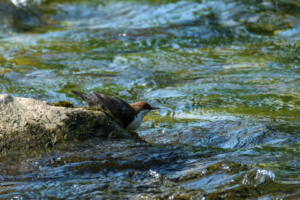 31.5.2025 - Izeste am Ossau, Wasseramsel/Dipper 😍