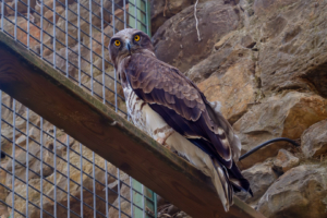 6.6.2025 - Ainsa, Ecomuseo Vogelstaton: Schlangenadler