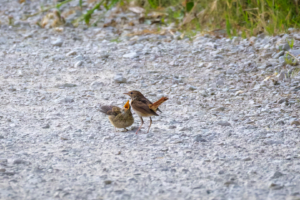 9.6.2025 - Wanderung Foz de Lumbier, Nachtigall