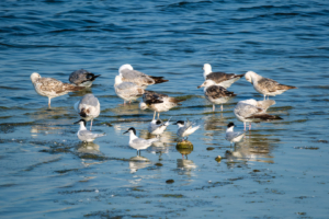 19.6.2025 - Cayeux-sur-Mer - Brandseeschwalbe