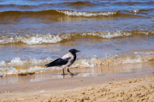 25.7.2025 - Ausflug nach Jurmala, Nebelkrähe