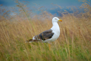 23.8.2025 - Reykjavik, Viðey - Heringsmöwe / Lesser black-backed Gull