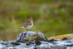 29.8.2025 - Uunartoq - Spornammer / Lapland Bunting