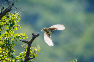 30.8.2025 - Tamersiuk-Fjord, Augustinerkloster, Slow Walk - Birkenzeisig / Redpoll