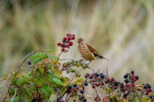 16.9.2025 - Upton Towans Natural Reserve - Bluthänfling / Linnet (w)