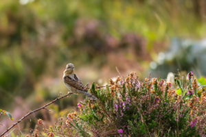 21.9.2025 - Bronzezeit-Dorf Chysauster, Wendehals (sic) / Wryneck
