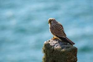 24.9.2025 - Penrose-Wanderung - Turmfalke / Kestrel
