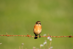 24.9.2025 - Penrose-Wanderung - Schwarzkehlchen / Stonechat