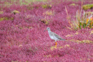 27.9.2025 - Lymington Marshes - Dunkelwasserläufer / Spotted Redshank