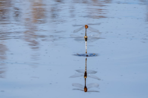13.11.2025 - Chalkidiki, Agios Mamas Wetland - Segellibellen bei der Paarung