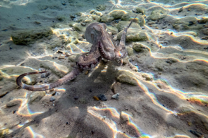 13.11.2025 - Sithonia, Kallogria Beach - Oktopus