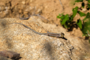 14.11.2025 - Wanderung Bienen, Petros Felsen - Mauereidechse