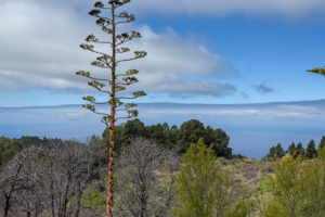8.3.2026 - Hacienda de La Palma, Amerikanischen Agave (Pita), bis zu 12 m hoch