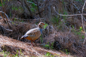 10.3.2026 - Hacienda la Palma, Felsenhuhn (Perdiz moruna, Barbary Partridge)
