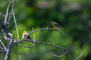 10.3.2026 - Wanderung Las Tricias, Kanarienvogel / Kanarengirlitz / Atlantic Canary