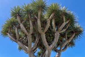 10.3.2026 - Wanderung Las Tricias, Drachenbaum (Drago)