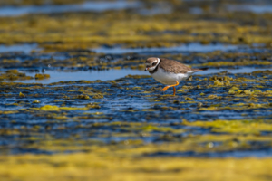 11.3.2026 - Salinas de Fuencaliente, Sandregenpfeifer