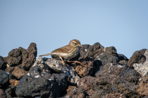 11.3.2026 - Salinas de Fuencaliente, Kanarenpieper