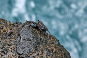 12.3.2026 - Rundfahrt durch den Norden von La Palma, Puerto de Talavera - Marmorierte Felsenkrabbe (Juy&oacute;n)
