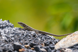 13.3.2026 - Wanderung Hacienda La Palma, Kanareneidechse (Gallotia galloti palmae