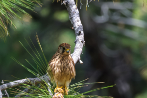 13.3.2026 - Wanderung Hacienda La Palma, Kanaren-Turmfalke