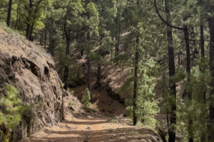 13.3.2026 - Wanderung Hacienda La Palma