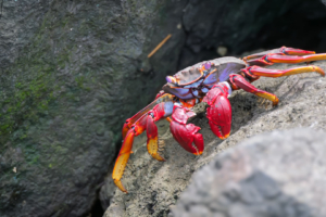 8.-15.7.2026 - Astro-Workshop La Palma, Bootsausflug - Rote Klippenkrabbe