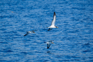 8.-15.7.2026 - Astro-Workshop La Palma, Bootsausflug - Gelbschnabel-Sturmtaucher